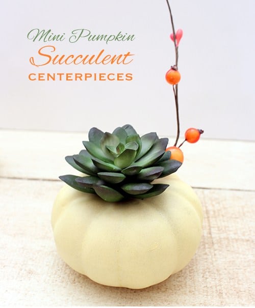 mini-pumpkin-succulent-thanksgiving-centerpieces